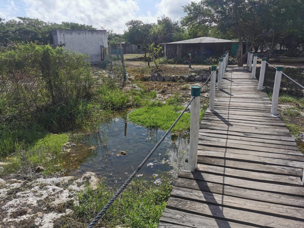 UMAS: Cocodrilos de Río Lagartos