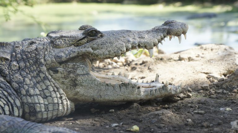 UMAS: Cocodrilos de Río Lagartos
