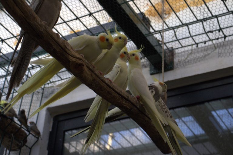 PIMVS Aviario TM