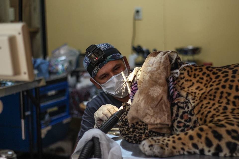 Curso de endodoncia en grandes felinos