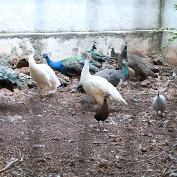 Aviario Ávila