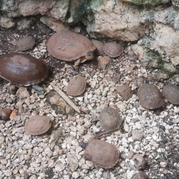 Aviario Ávila