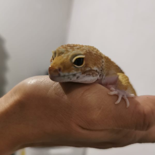 Marsgeckos