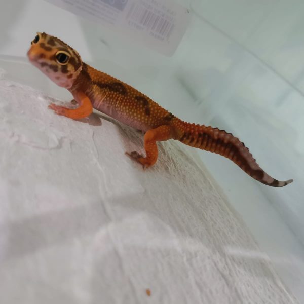Marsgeckos