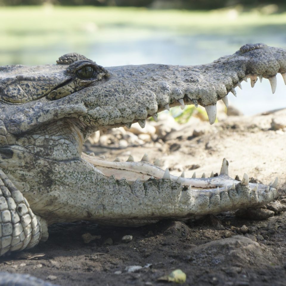 UMAS: Cocodrilos de Río Lagartos