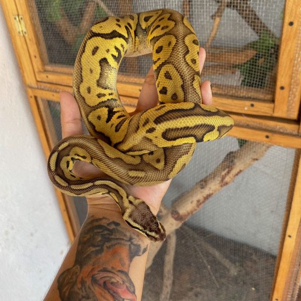 Wild Care