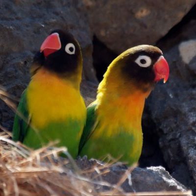 Agarponis personatus